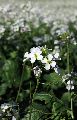 Diplotaxis erucoides (White wall rocket) - CLICK TO ENLARGE PHOTO