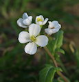 Diplotaxis erucoides (White wall rocket) - CLICK TO ENLARGE PHOTO