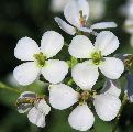 Diplotaxis erucoides (White wall rocket) - CLICK TO ENLARGE PHOTO