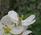 Diplotaxis erucoides (White wall rocket) - CLICK TO ENLARGE PHOTO