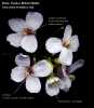 Diplotaxis erucoides (White wall rocket) - CLICK TO ENLARGE PHOTO