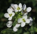 Diplotaxis erucoides (White wall rocket) - CLICK TO ENLARGE PHOTO