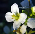 Diplotaxis erucoides (White wall rocket) - CLICK TO ENLARGE PHOTO