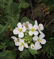 Diplotaxis erucoides (White wall rocket) - CLICK TO ENLARGE PHOTO