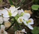 Diplotaxis erucoides (White wall rocket) - CLICK TO ENLARGE PHOTO