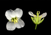 Diplotaxis erucoides (White wall rocket) - CLICK TO ENLARGE PHOTO