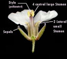 Diplotaxis erucoides (White wall rocket) - CLICK TO ENLARGE PHOTO