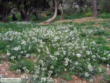 Diplotaxis erucoides (White wall rocket) - CLICK TO ENLARGE PHOTO