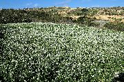 Diplotaxis erucoides (White wall rocket) - CLICK TO ENLARGE PHOTO