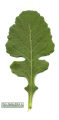 Diplotaxis erucoides (White wall rocket) - CLICK TO ENLARGE PHOTO