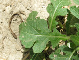 Diplotaxis erucoides (White wall rocket) - CLICK TO ENLARGE PHOTO