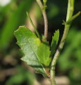 Diplotaxis erucoides (White wall rocket) - CLICK TO ENLARGE PHOTO