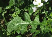 Diplotaxis erucoides (White wall rocket) - CLICK TO ENLARGE PHOTO