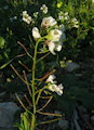 Diplotaxis erucoides (White wall rocket) - CLICK TO ENLARGE PHOTO