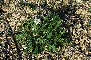 Diplotaxis erucoides (White wall rocket) - CLICK TO ENLARGE PHOTO