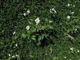 Diplotaxis erucoides (White wall rocket) - CLICK TO ENLARGE PHOTO