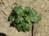 Diplotaxis erucoides (White wall rocket) - CLICK TO ENLARGE PHOTO