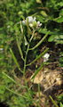 Diplotaxis erucoides (White wall rocket) - CLICK TO ENLARGE PHOTO