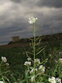 Diplotaxis erucoides (White wall rocket) - CLICK TO ENLARGE PHOTO