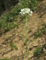 Diplotaxis erucoides (White wall rocket) - CLICK TO ENLARGE PHOTO