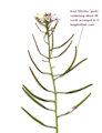 Diplotaxis erucoides (White wall rocket) - CLICK TO ENLARGE PHOTO