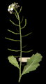 Diplotaxis erucoides (White wall rocket) - CLICK TO ENLARGE PHOTO