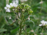 Diplotaxis erucoides (White wall rocket) - CLICK TO ENLARGE PHOTO