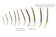 Diplotaxis erucoides (White wall rocket) - CLICK TO ENLARGE PHOTO
