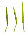 Diplotaxis erucoides (White wall rocket) - CLICK TO ENLARGE PHOTO