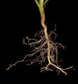 Diplotaxis erucoides (White wall rocket) - CLICK TO ENLARGE PHOTO