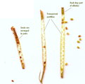 Diplotaxis erucoides (White wall rocket) - CLICK TO ENLARGE PHOTO