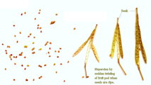 Diplotaxis erucoides (White wall rocket) - CLICK TO ENLARGE PHOTO