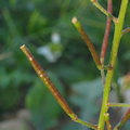 Diplotaxis erucoides (White wall rocket) - CLICK TO ENLARGE PHOTO