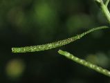 Diplotaxis erucoides (White wall rocket) - CLICK TO ENLARGE PHOTO
