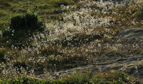 Diplotaxis erucoides (White wall rocket) - CLICK TO ENLARGE PHOTO