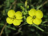 Diplotaxis tenuifolia (Perennial wall rocket) - CLICK TO ENLARGE PHOTO