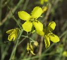 Diplotaxis tenuifolia (Perennial wall rocket) - CLICK TO ENLARGE PHOTO