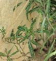 Diplotaxis tenuifolia (Perennial wall rocket) - CLICK TO ENLARGE PHOTO