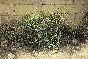 Diplotaxis tenuifolia (Perennial wall rocket) - CLICK TO ENLARGE PHOTO
