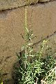 Diplotaxis tenuifolia (Perennial wall rocket) - CLICK TO ENLARGE PHOTO