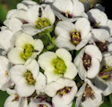 Lobularia maritima (Sweet alyssum) - CLICK TO ENLARGE PHOTO