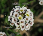 Lobularia maritima (Sweet alyssum) - CLICK TO ENLARGE PHOTO