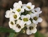 Lobularia maritima (Sweet alyssum) - CLICK TO ENLARGE PHOTO
