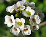Lobularia maritima (Sweet alyssum) - CLICK TO ENLARGE PHOTO