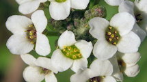 Lobularia maritima (Sweet alyssum) - CLICK TO ENLARGE PHOTO