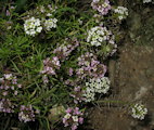 Lobularia maritima (Sweet alyssum) - CLICK TO ENLARGE PHOTO