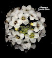 Lobularia maritima (Sweet alyssum) - CLICK TO ENLARGE PHOTO
