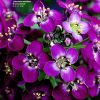 Lobularia maritima (Sweet alyssum) - CLICK TO ENLARGE PHOTO