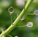 Lobularia maritima (Sweet alyssum) - CLICK TO ENLARGE PHOTO