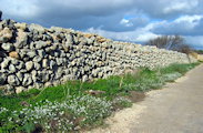 Lobularia maritima (Sweet alyssum) - CLICK TO ENLARGE PHOTO